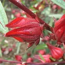 Hibiscus sabdariffa calix