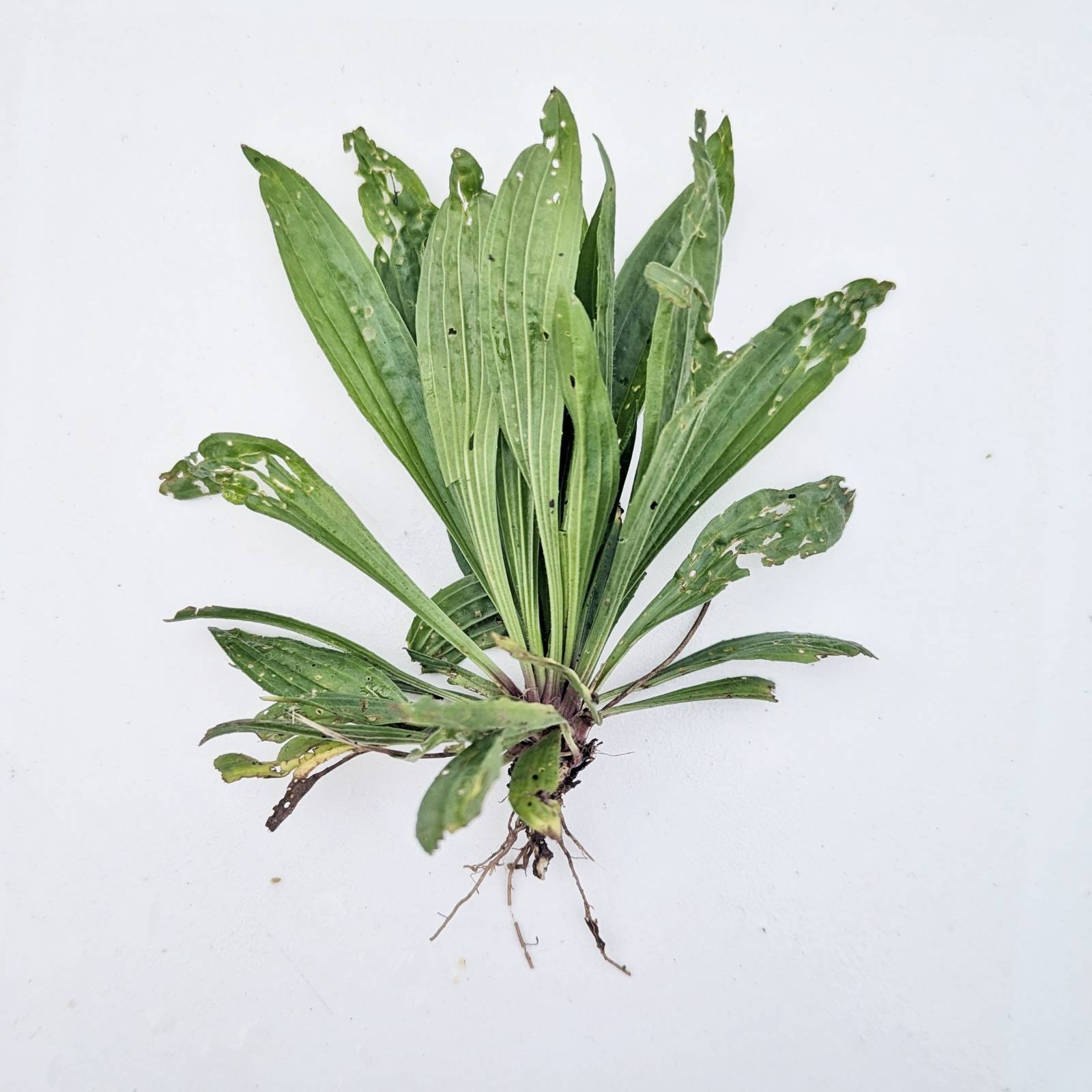 Plantain