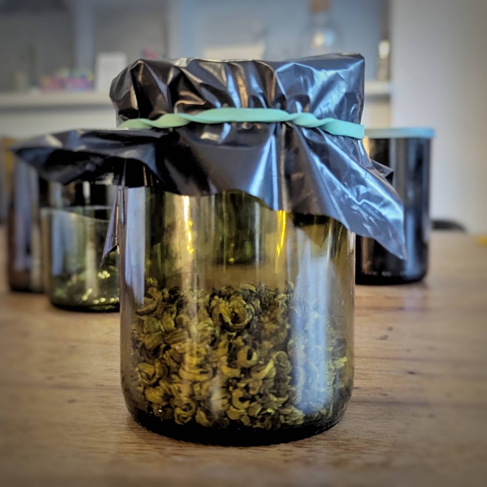 pot de graînes en bouteille